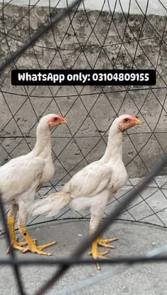 2 White O shamo aseel chicks available