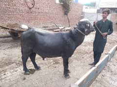 Qurbani K Janwar | Kata | Katta | Wacha | Bull | Sale | Qurbani |