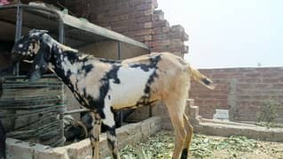 pure desi ghar ka khasi Bakra