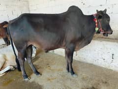 Qurbani
