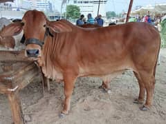 qurbani cow for sell