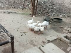 One pair white ducks