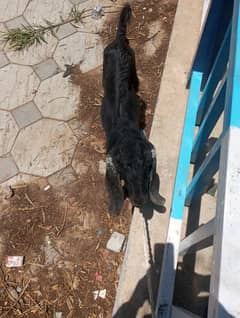 03 goats for sale