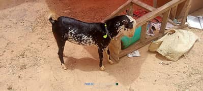 Barbari bakre for sale / goat / qurbani bakre / bakri