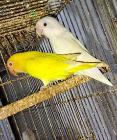LOVEBIRD LOVE BIRD SETUP sirf 500 me