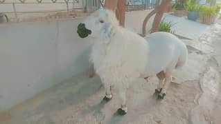 Chakki wala Dumba aur Andu Bakra