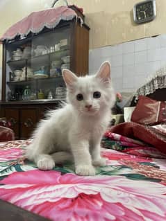 Persian