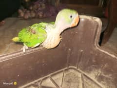 khasmiri raw parrot