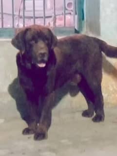 British Labrador Pedigree Male for sale