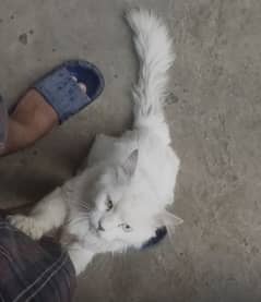 Tripple long coat  white persian cat
