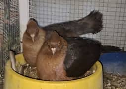 Archangel Black Copper Chicks Pair available for hand tamed.