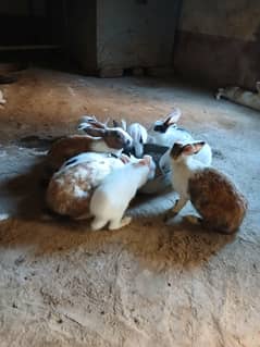 rabbits for sale