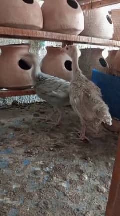 Turkey Chicks