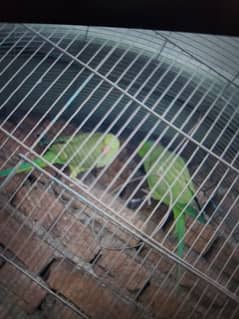 1 pair . 4 baby parrot .