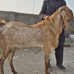 bakra for sale