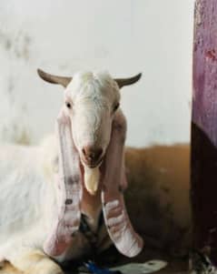 Andu bakra