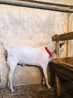 Qurbani barke