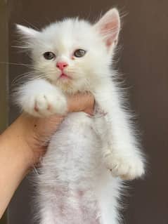 Persian