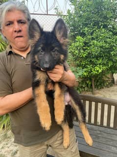 Vom bloodline German Shepherd