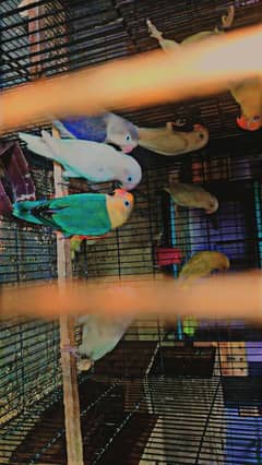 love bird breeder setup for sale