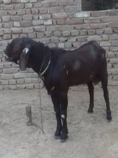 bakra