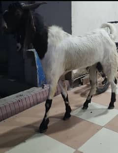 Kamori long height do dant Quality Bakre