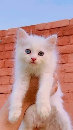 2 months old