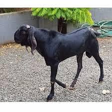 Bakra Qurban service