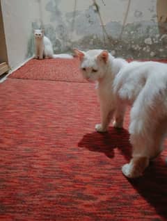 male and female cat for sale. . . 03228024365. . . . price 16000