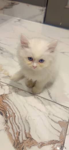 2 Perisan Cats Black and white color