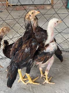 aseel /لکھا/ سندھی pathay