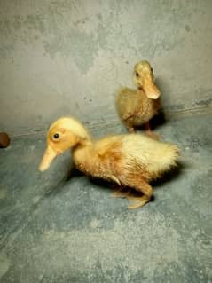 white Ducks Baby pairs