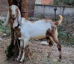 Qurbani ka bakra