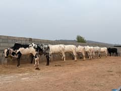 Qurbani