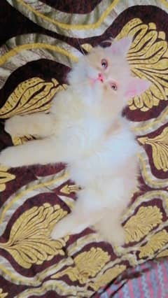 Parsian male cat
