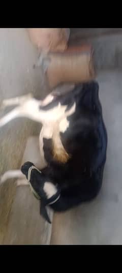 cow for sale