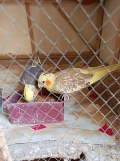 cockatiel parrot