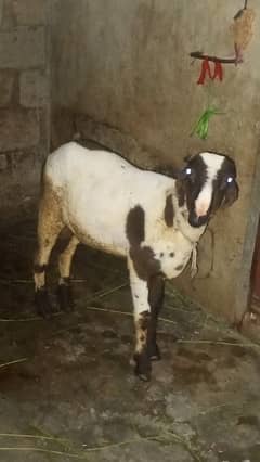 Kara dumba for sale 8month qurbani2025