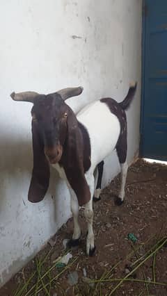 bakra