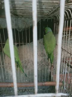 Breeder pair