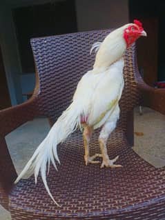 Heera aseel