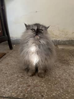 perisan cat