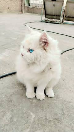 pure
