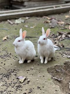 red eyes adult rabbit