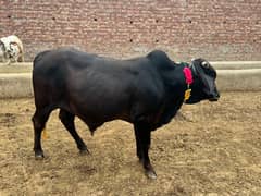 Qurbani | Janwar | Bachra | Katta | Bull | Qurbani ka Janwar