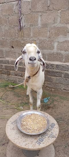 Aandu Bakra