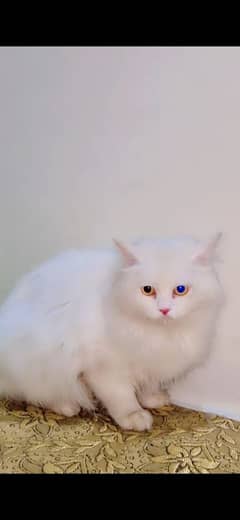 persian cat