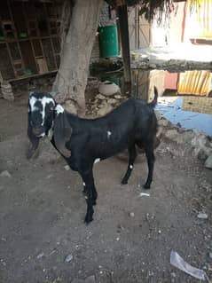 Qurbani