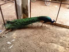 Peacock black shoulder for sale pair