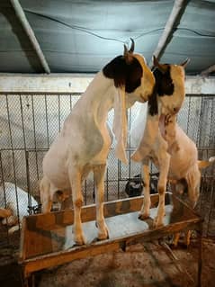 Qurbani Goats